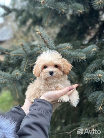 Мальтипу мини