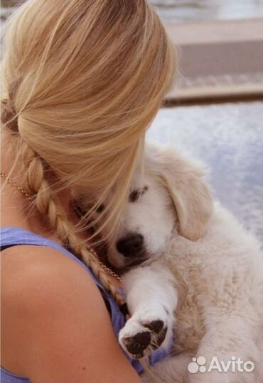 Передержка животных на время отпуска