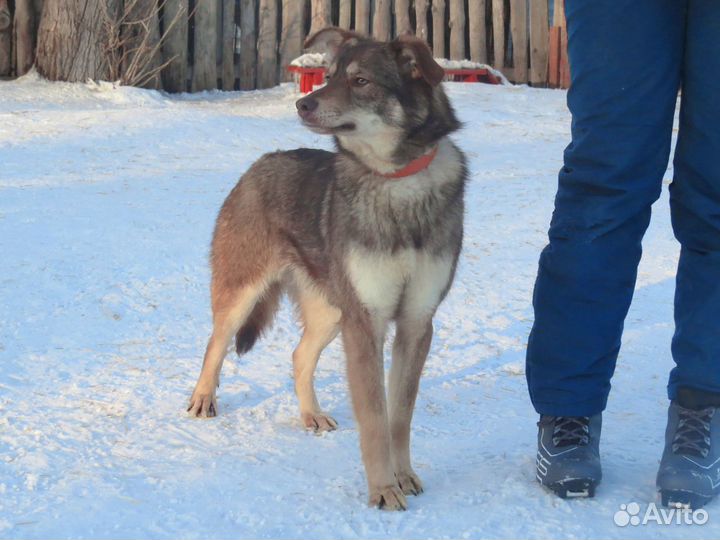 Декса в добрые руки