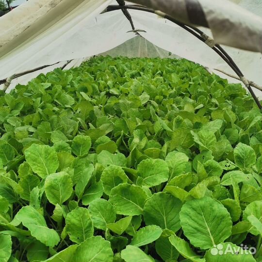 Рассада галанской капусты