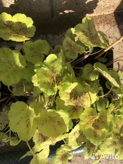 Растения гейхера