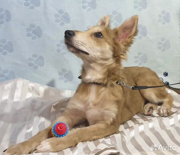 Привитая Элли - щенок-подросток, стерильная в дар