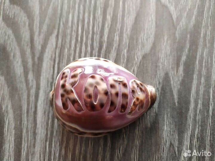 Ракушка Коля