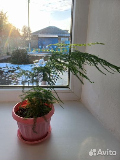 Комнатные цветы аспарагус перистый