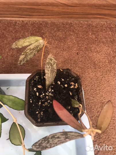 Хойи набор чернков 5 штук