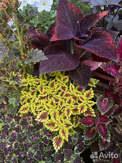 Колеусы вегетативные