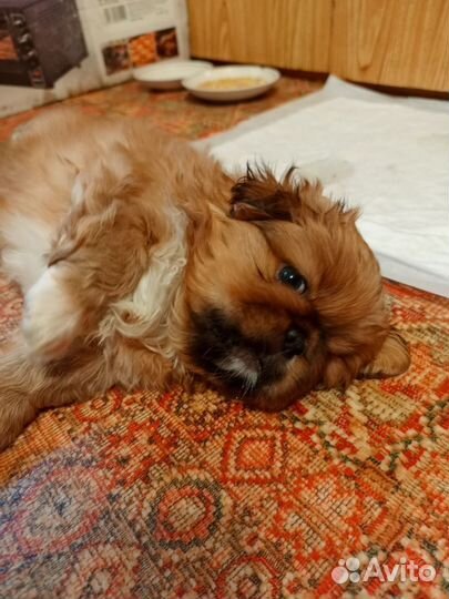 Щенки пекинеса