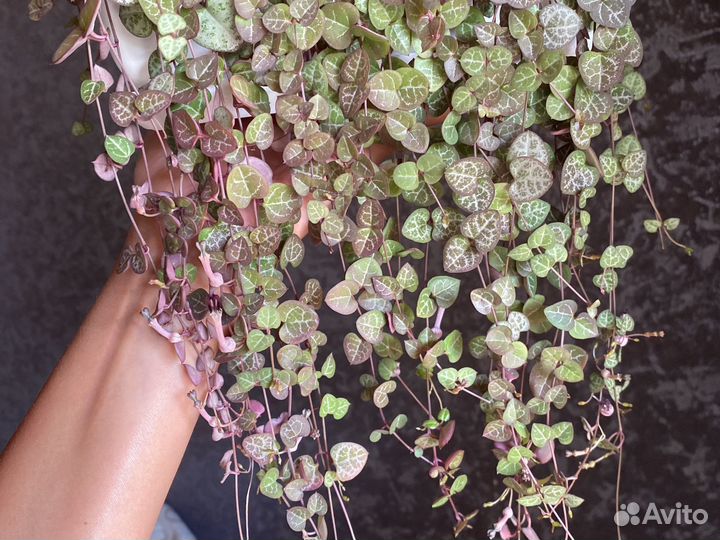 Церопегия вуда