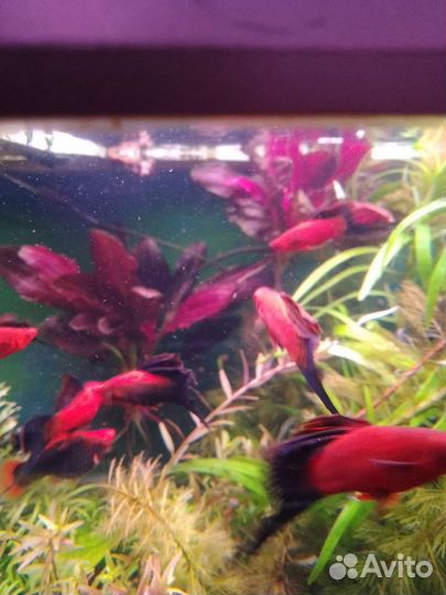 Эхинодорус van helsing