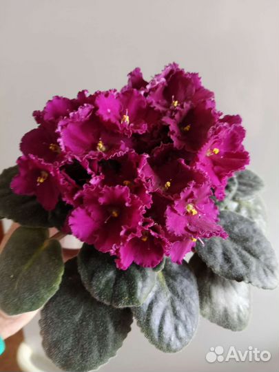 Фиалки и глоксиния цветущие