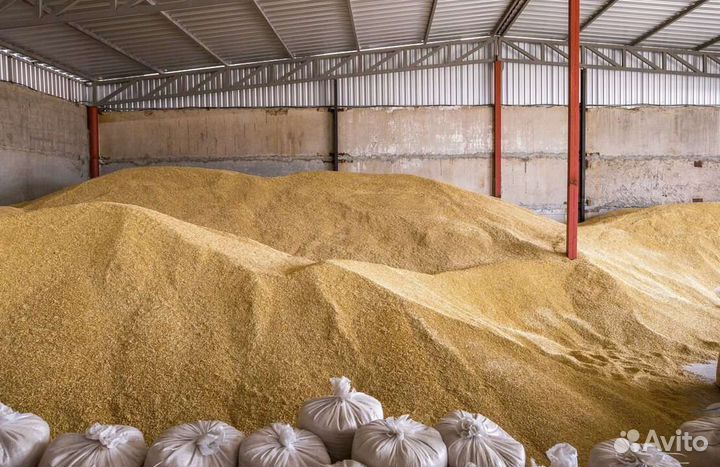 Ячмень зерно
