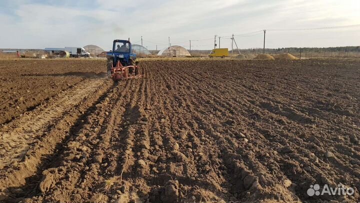 Саженцы плодовые и декоративные