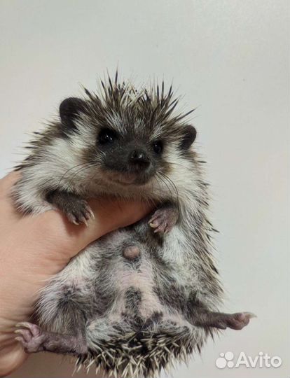 Африканский ежик