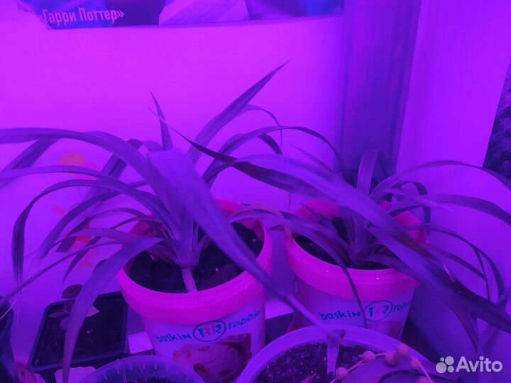 Комнатный ананас