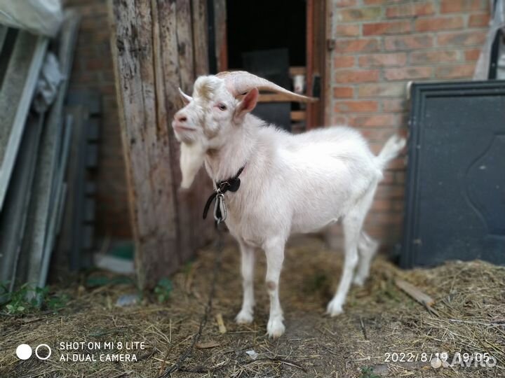 Козел зааненский