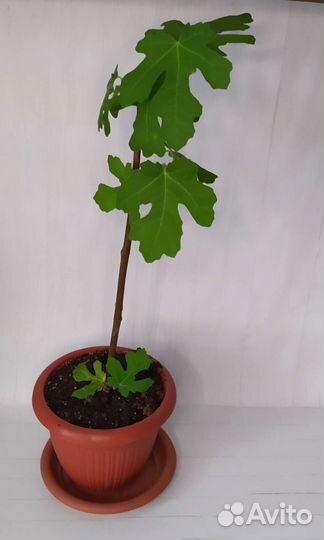 Саженцы Инжира, Браун Туркей