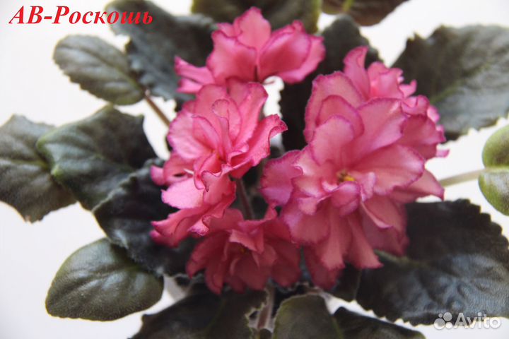 Фиалки сортовые