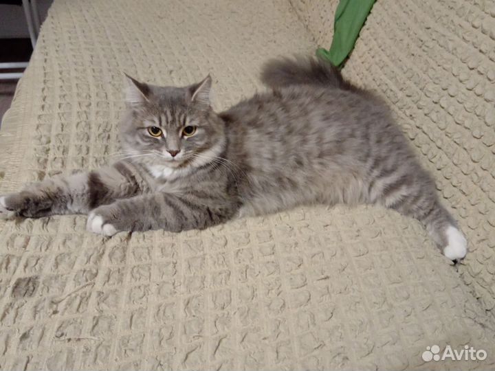 Сибирская кошка бесплатно