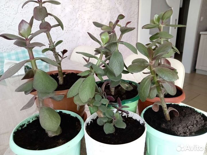 Комнатные растения