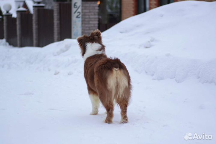 Австралийская овчарка (аусси)