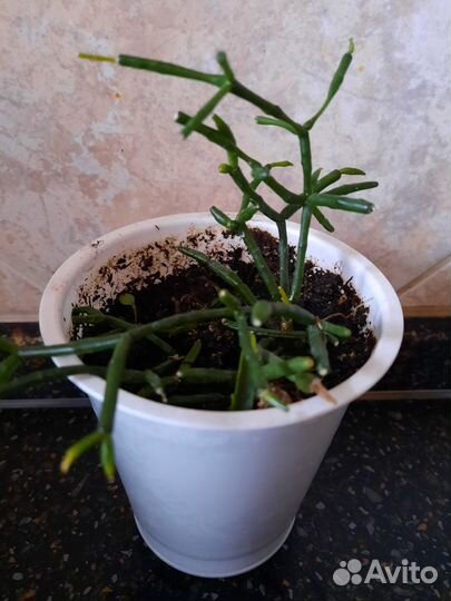 Хатиора и рипсалис