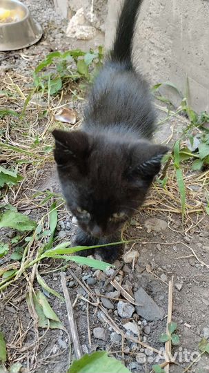 Кошка в дар бесплатно