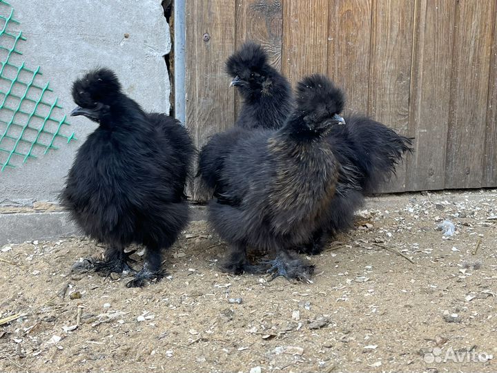 Китайские шелковые