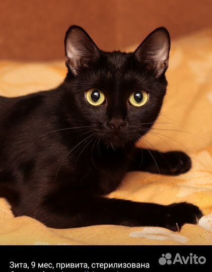 Кошка мини-пантера