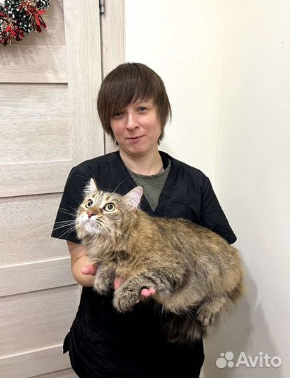 Стрижка собак кошек грумер тримминг груминг