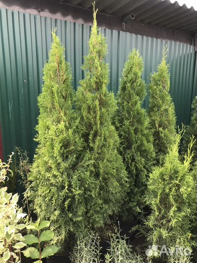 Туя западная Смарагд