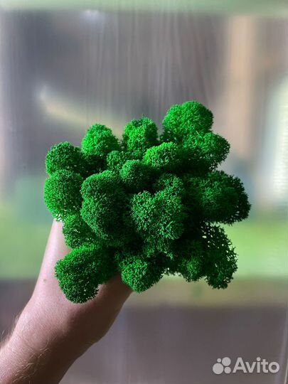 Эко-декор: стабилизированный мох, Фуксия