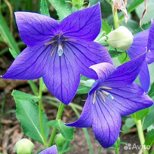 Ширококолокольчик (платикодон), семена