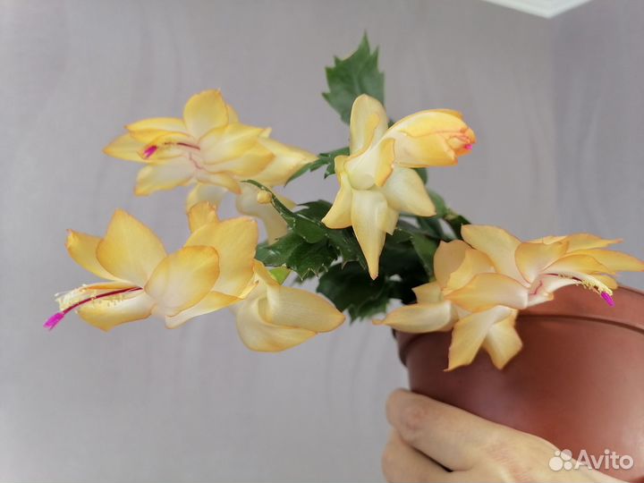 Декабрист,Фиттонии, Хлорофитум Бонни