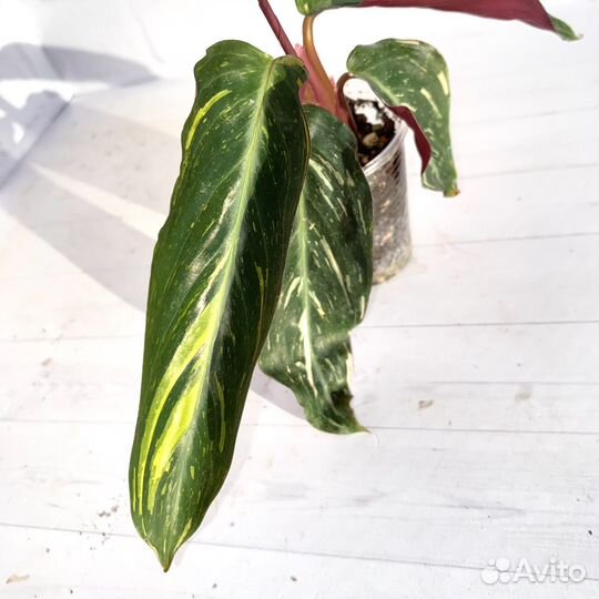 Строманта Magic Star