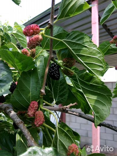 Саженец шелковицы крупной черная и белая