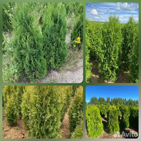 Туя Колумна опт