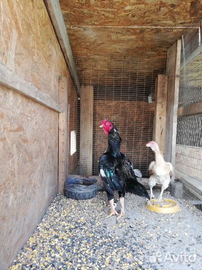 Куры Ко Шамо