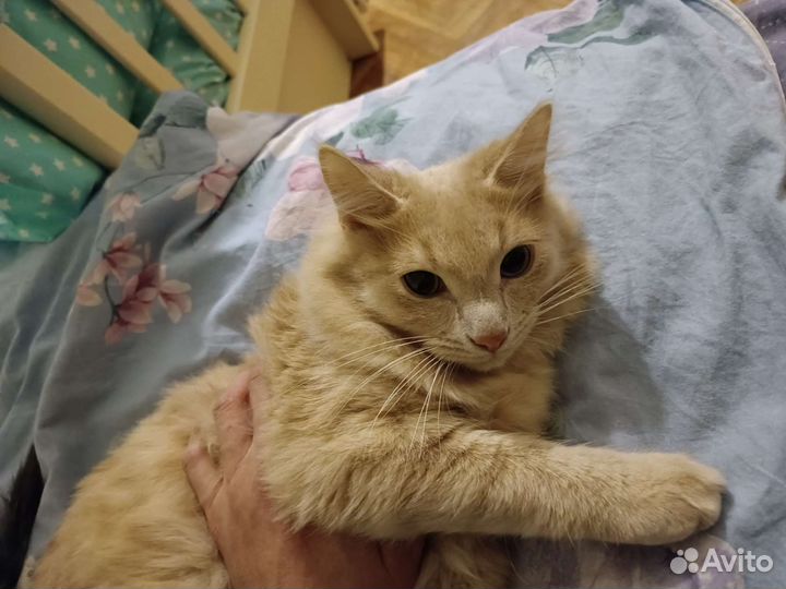 Помогите котикам