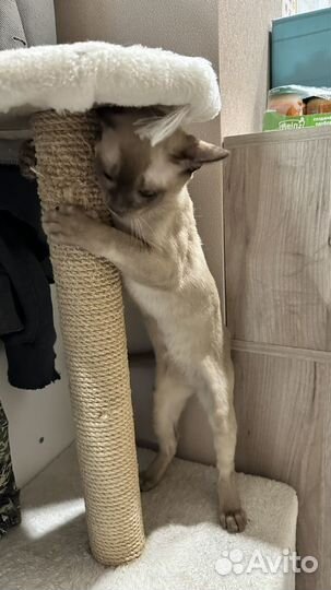 Бурманский котенок