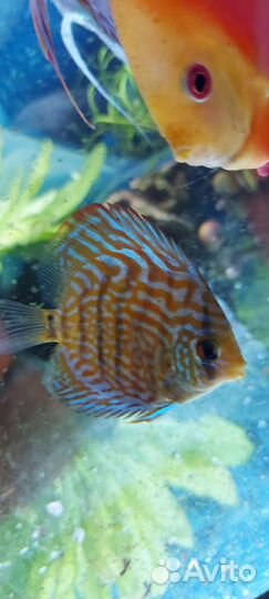 Аквариумные рыбки дискусы