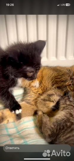 Котёнок девочка и мальчик