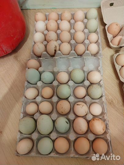 Инкубационное яйцо породной птицы