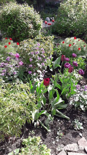 Многолетники для сада, альпинария