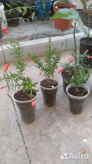 Гранат (Punica)