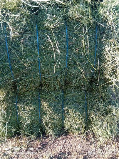 Сено люцерны в тюках