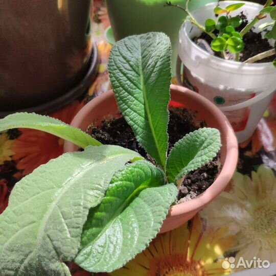 Стрептокарпус