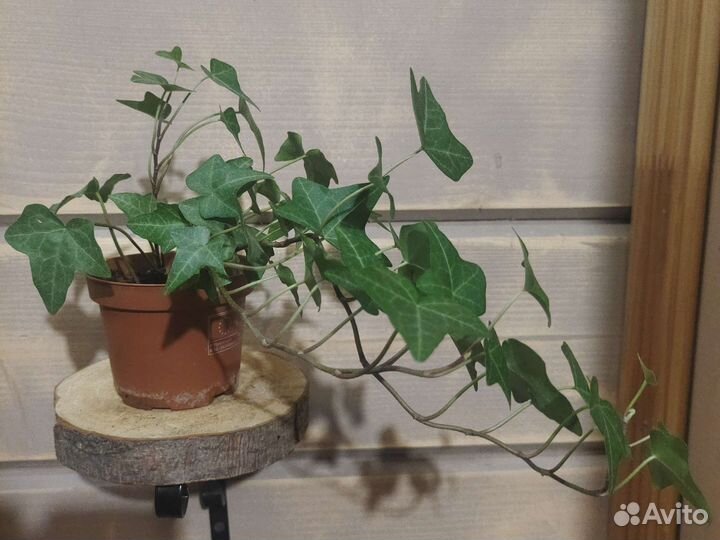 Плющ комнатный