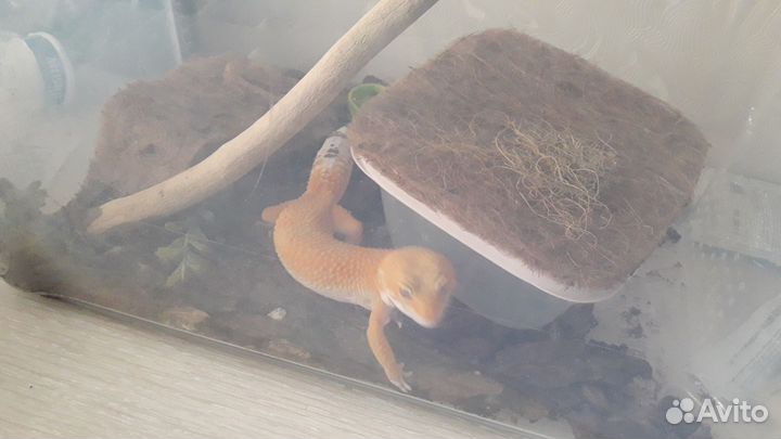 Ящерица геккон