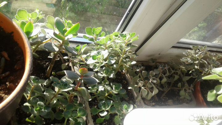 Суккуленты