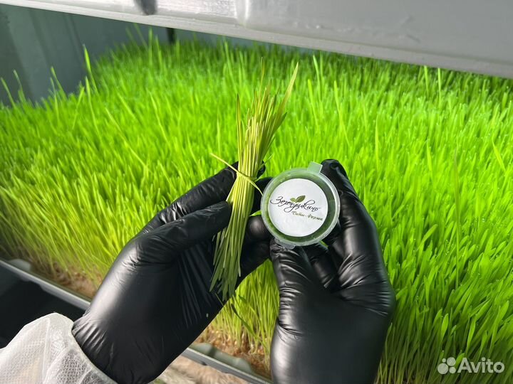 Витграсс Калининград